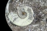 Tear Drop Shaped Fossil Goniatite Dish #73980-1
